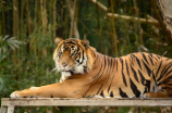 观赏中国老虎的壮丽之美