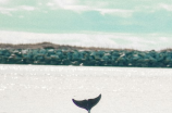 你所不知道的音频：听海豚的语言是什么感觉？