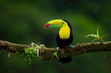 小鸟伏特加：鸟类世界中的瑰宝