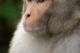 聪明的猴子——自相矛盾的寓言故事