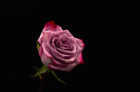浪漫唯美的玫瑰雨
