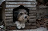 犬屋敷：了解日本古老的狗屋传统